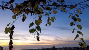 28) На зиму в Абхазию-4. Теплый день. Собираю фрукты и купаюсь