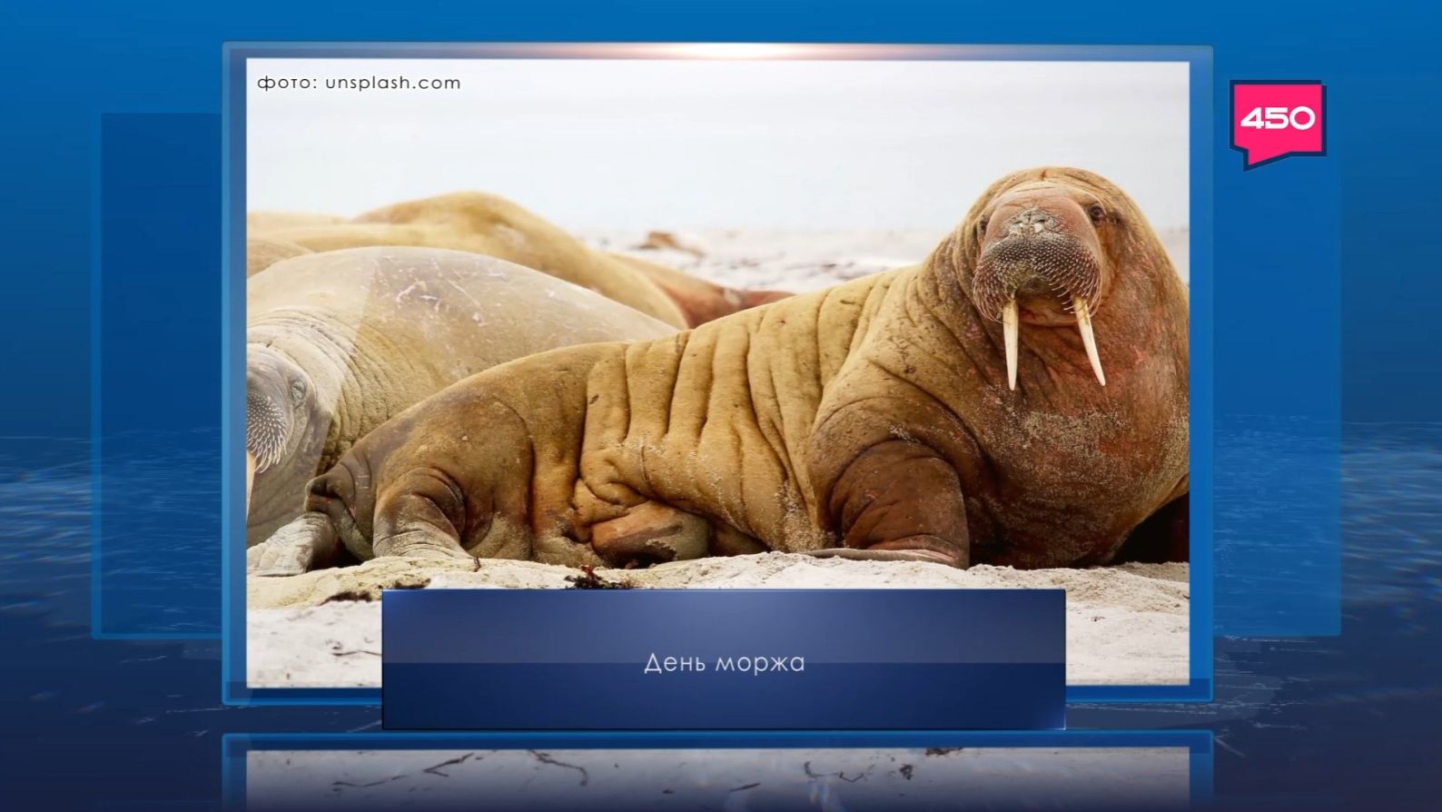 День моржа. Календарь Губернии от 24 ноября