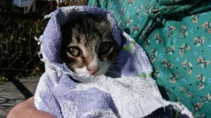 29) На зиму в Абхазию-4. Котенок Тимоша