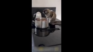 Животные приколисты🤣🤣🤣