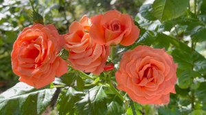 Июль в Саду 14 июля 2025 часть 4