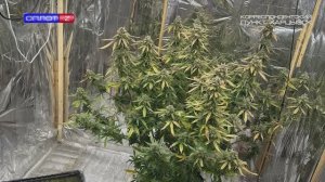 Задержан коноплевод-любитель