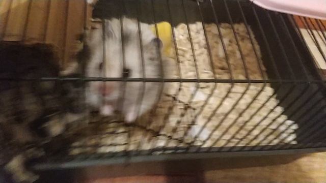 кормлю хомяка Чучу смотреть онлайн