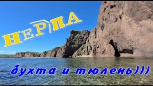 Бухта Нерпа