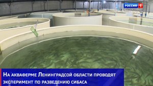 На акваферме Ленинградсой области проводят эксперимент по разведению сибаса