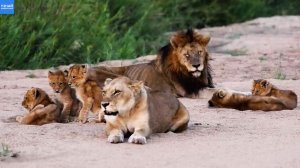 Большая львиная семья. Львята мешают спать папе