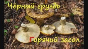 Чёрный груздь. Горячий засол.