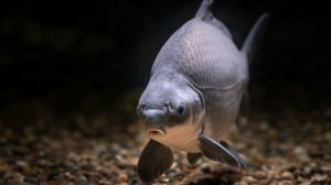 РР4 Ахтуба (2 сезон 1 серия)