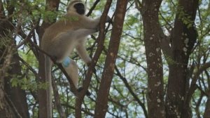 танзания -  сафари.  #сафари #танзания #путешествия #слоны #африка