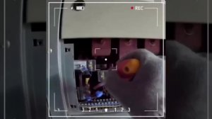 В Калининградской области майнер похитил электроэнергии на 56 млн рублей