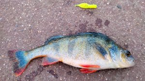 Рыбалка на Химкинском водохранилище. 19.11.2025.