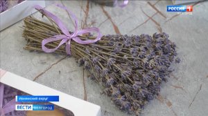 Благодаря соцконтракту в Ивнянском округе появилось свое лавандовое поле