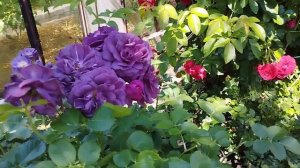 Розы и Вероника. Сезон 2025. Регион Южный Урал.