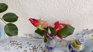 Что буду укоренять? 13.11.25