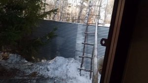 хороший день у вольных зверят.