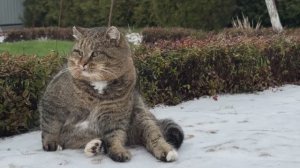 20-11-2025 Барсик и первый снежок