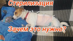 Стерилизация собаки, зачем это нужно?