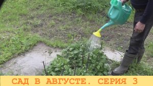 2025 Август. Подкормка ягодных кустов. Новая грядка строится.