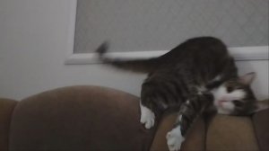 Котейкин тыгыдык