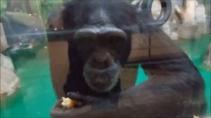 Шимпанзе. Люся кушает яблоки и позирует, а Филя ушёл в другую комнату 05.11.2025