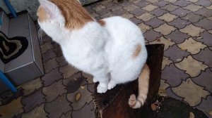 Лилии,кот Стёпка.