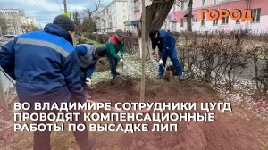 Во Владимире сотрудники ЦУГД проводят компенсационные работы по высадке Лип