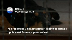 Как горожане и представители власти борются с проблемой безнадзорных собак? 20.11.2025