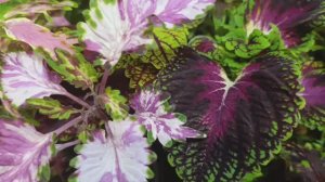 Сорта колеусов, ночной дозор.