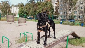 Хор @ Барьер @ Колесо @ Моя Жизнь Кино @ Пёс @ Chibo @ Музей Псов