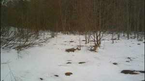 Монетный коп,опять нашли!