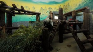 Большая панда в Московском зоопарке