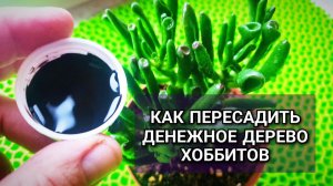 ПОЧЕМУ ваше Денежное Дерево Хоббитов не растет Секрет быстрого роста крассулы в правильной пересадке