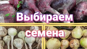 Сорта лука для выращивания из семян за один сезон