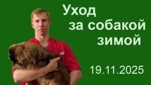 Уход за собакой зимой.  19.11.2025