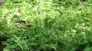 белки в городе2х