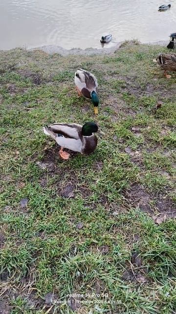 Кряквы на кормёжке 🦆🦆 19.11.2025 смотреть онлайн