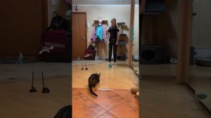 Клип для 30й выставки в системе PCA - Бенгальская кошка АНИ-ЭНИ ТЕРРА