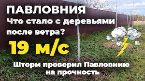 Аллея Павловнии после проливных дождей с сильным ветром 15-19 м.с  19 ноября 2025 г