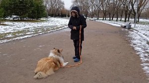 Вик. Тренировка по послушанию. Выдержка лёжа. Ноябрь 25