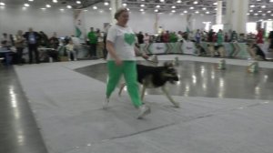 Верный Воин Дог Бодигард