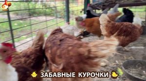 Забавные курочки несушки на сельском подворье 🤗😂😜 (26)