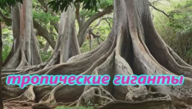 Тропические Гиганты