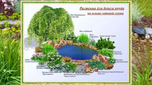 Подбор растений для высадки по берегу пруда. Разбор готовой схемы.