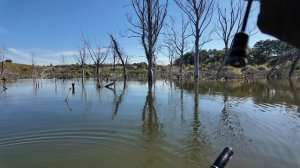 Ловля окуня в затопленном лесу