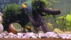 Красавчик лялиус и лирохвостые моллинезии