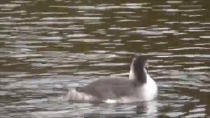 Три Чомги на Колонистском пруде