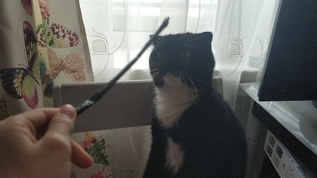 кошка пуся играет смотреть онлайн