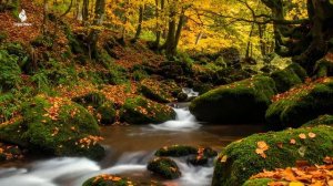 Музыкальная терапия 🍁 Осенние мелодии для снятия стресса и исцеления