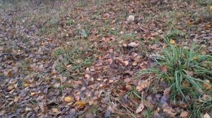 N°3 Стихийный рынок.  Ремонт кирпичной печи.  Из города в деревню. Купили заброшеный дом