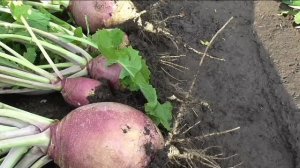 Брюква КРАСНОСЕЛЬСКАЯ